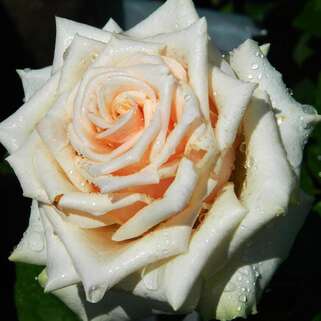 Роза чайно-гибридная Талея (Talea)